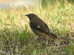 Phoenicurus auroreus