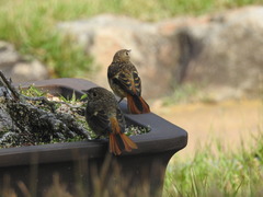 Phoenicurus auroreus