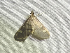 Deuterophysa