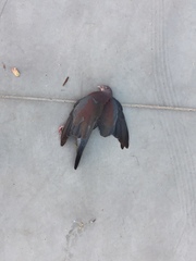 Patagioenas flavirostris