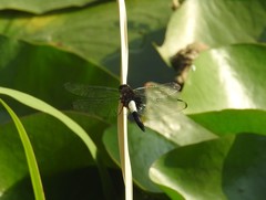 Pseudothemis zonata