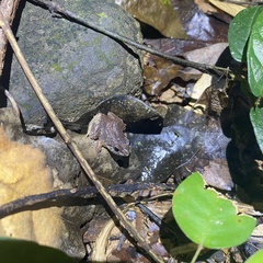 Limnonectes hascheanus