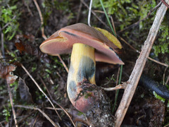 Suillellus queletii