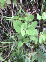 Scutellaria seleriana