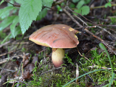 Suillellus queletii