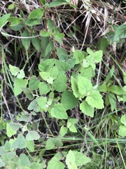 Scutellaria seleriana
