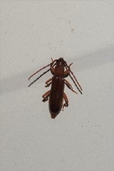 Smodicum cucujiforme