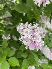 Syringa josikaea