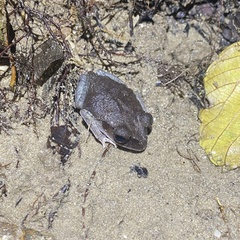 Leptobrachium hendricksoni