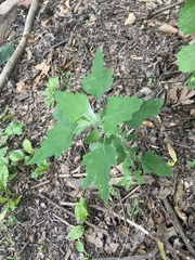 Chenopodium album