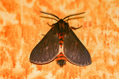 Automolis rubripuncta