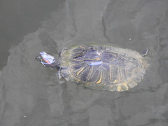 Trachemys scripta