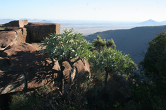 Cussonia paniculata paniculata