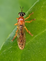 Dioctria rufa