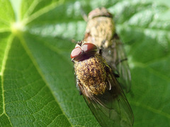 Pollenia rudis
