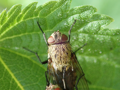 Pollenia rudis