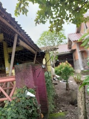 Nephila vitiana