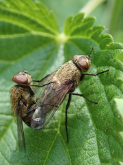 Pollenia rudis