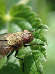 Pollenia rudis