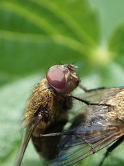 Pollenia rudis