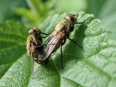 Pollenia rudis