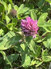 Pseudochorthippus parallelus parallelus