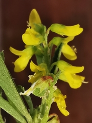 Melilotus sulcatus