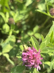 Pseudochorthippus parallelus parallelus