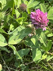 Pseudochorthippus parallelus parallelus