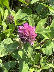 Pseudochorthippus parallelus parallelus