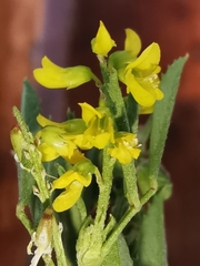 Melilotus sulcatus