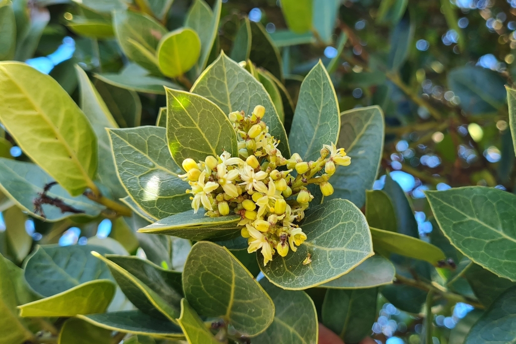 Naranjillo