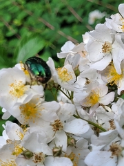 Cetonia aurata