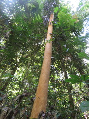 Macrolobium angustifolium