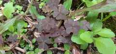 Oxalis