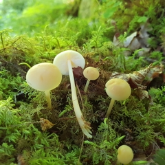 Gymnopus aquosus