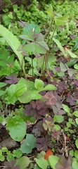 Oxalis