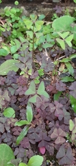 Oxalis