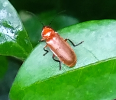 Abscondita