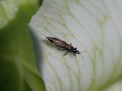 Kakothrips robustus