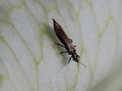 Kakothrips robustus