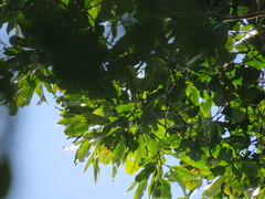 Macrolobium angustifolium