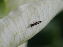 Kakothrips robustus