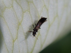 Kakothrips robustus