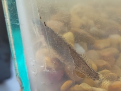 Etheostoma tippecanoe