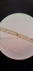 Spirogyra