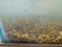 Micropterus punctulatus