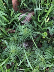 Senecio bipinnatisectus