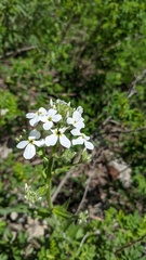 Hesperis matronalis voronovii
