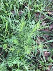 Senecio bipinnatisectus